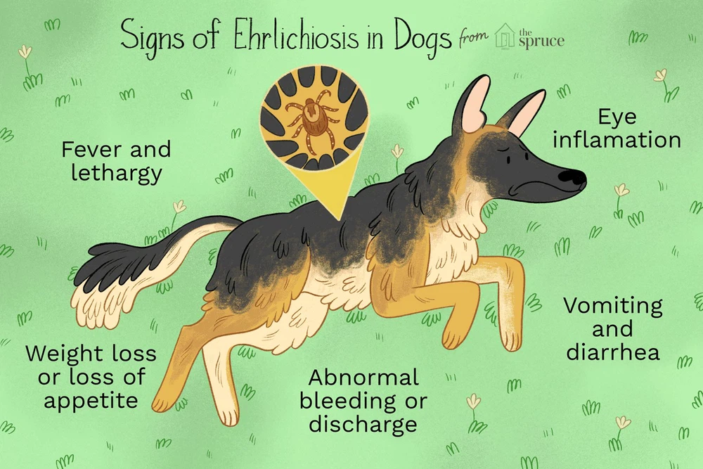 Ehrlichia Ehrlichia