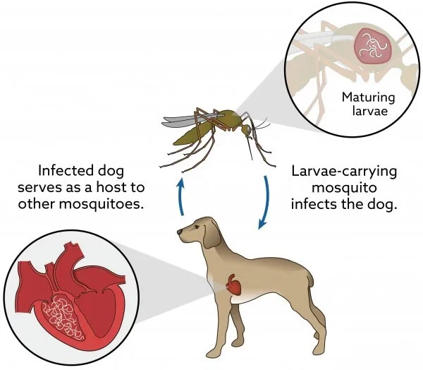 Heartworm-Disease-In-Dogs