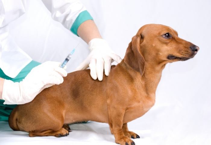 Giardia virus.jpg